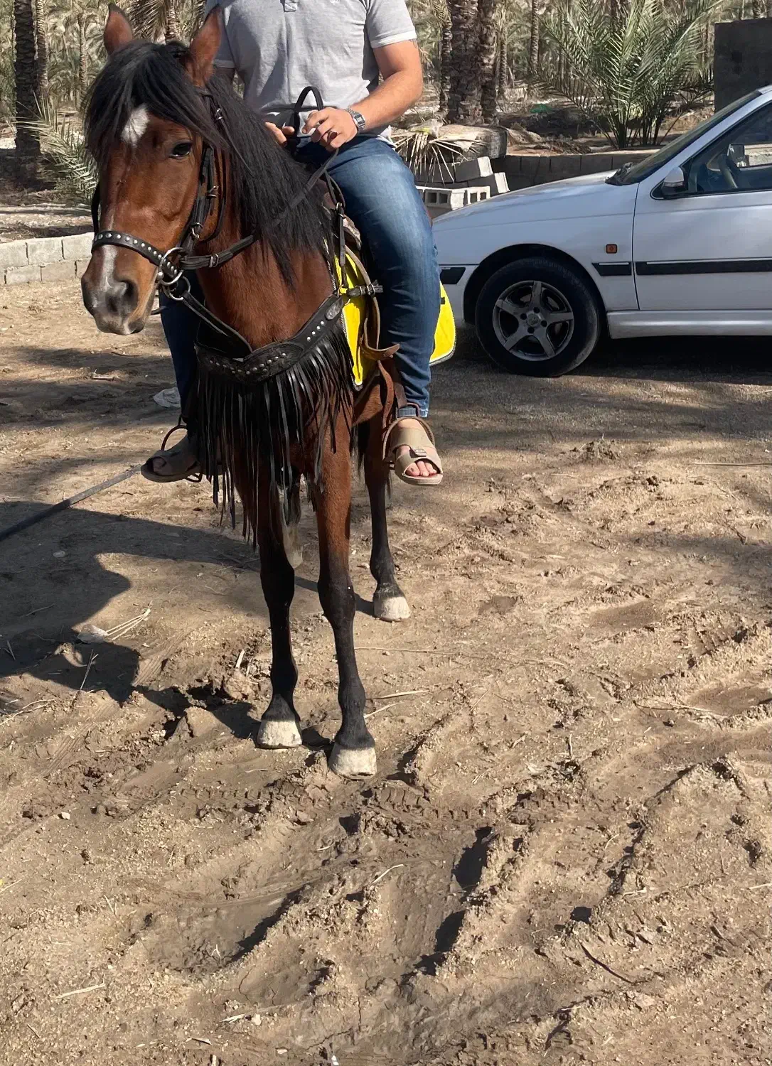 اسب مادیون|اسب و تجهیزات اسب‌سواری|برازجان, |دیوار