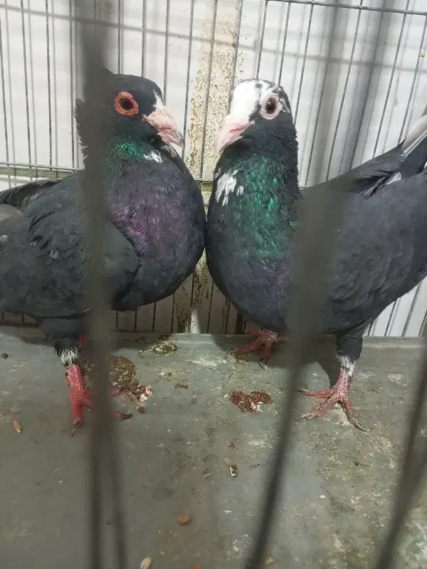 جفت پلنگ کلای  خوشکل|پرنده|کرمان, |دیوار