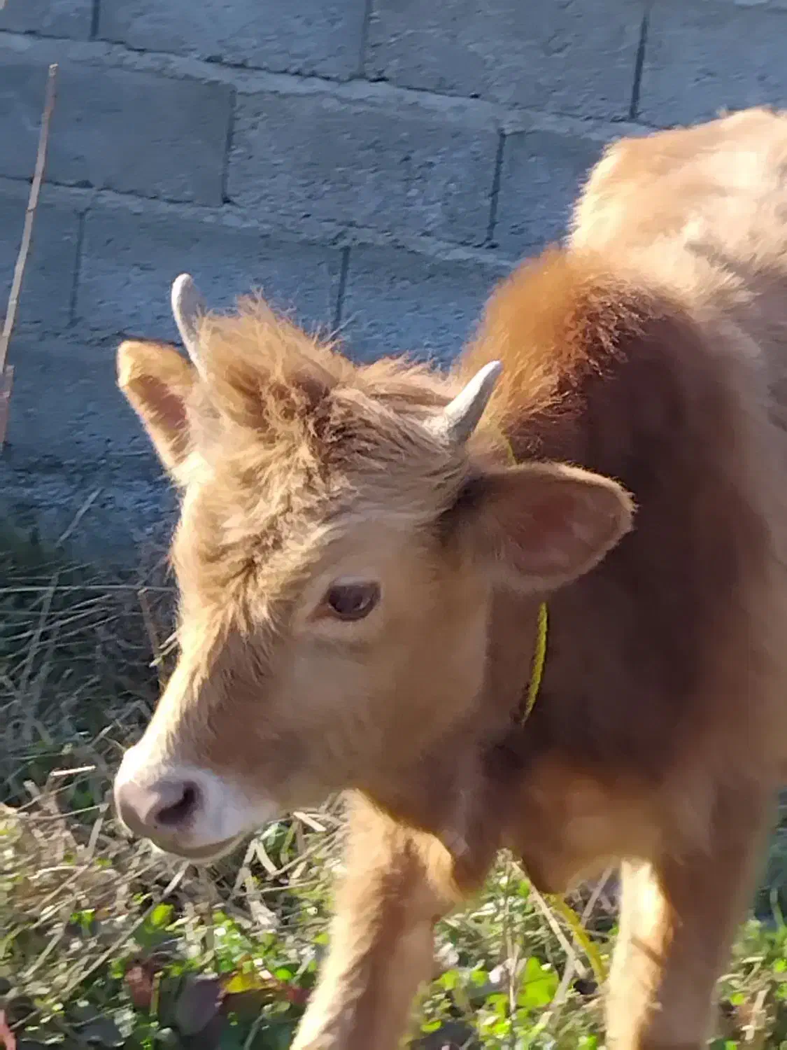 ورزا|حیوانات مزرعه|رشت, توشیبا|دیوار