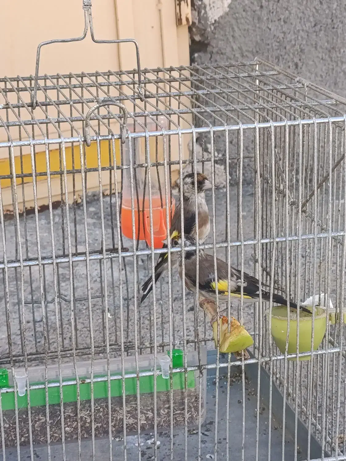 دوتا جوجه سهره نر زیر دهن|پرنده|دیواندره, |دیوار