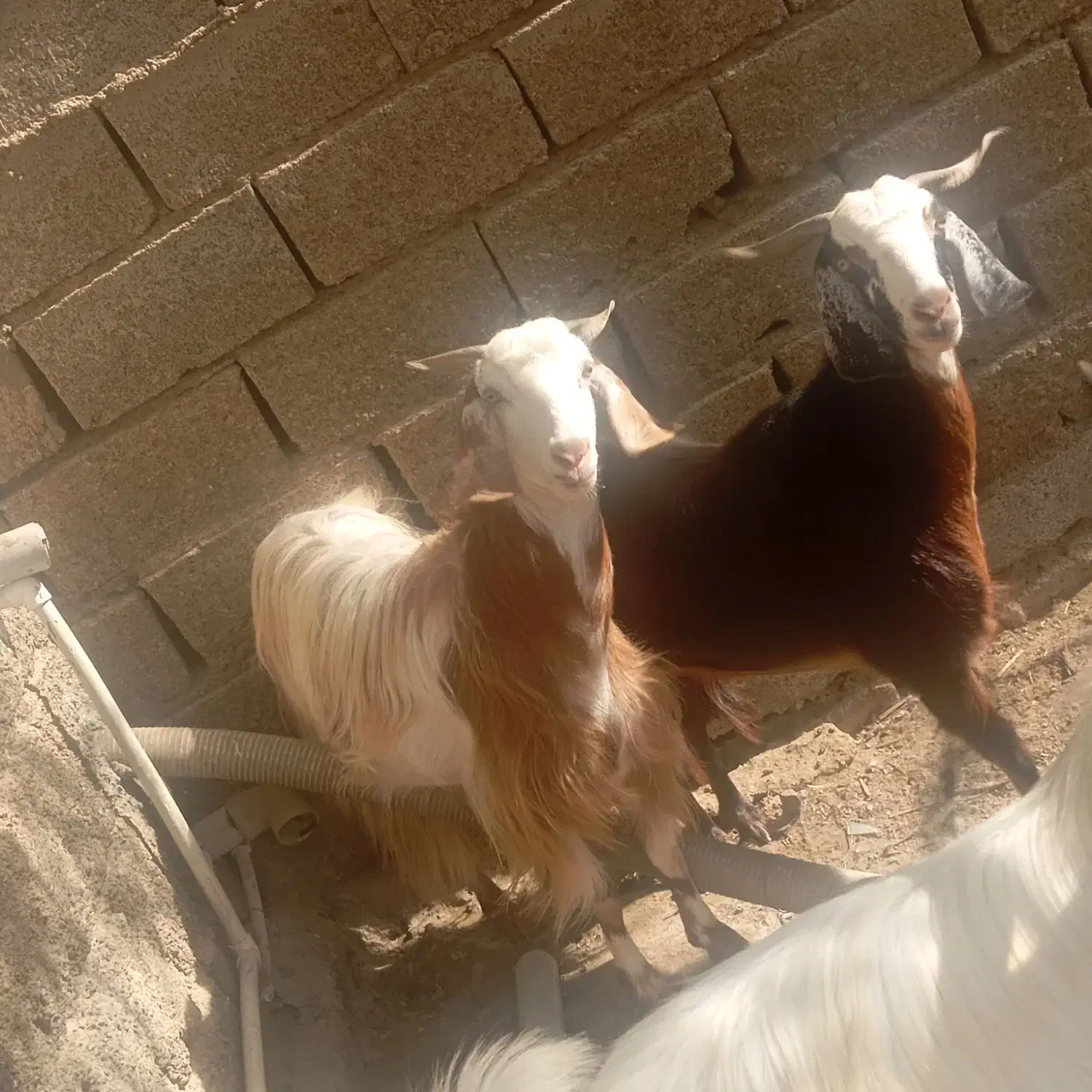 پاچن|حیوانات مزرعه|چابهار, |دیوار