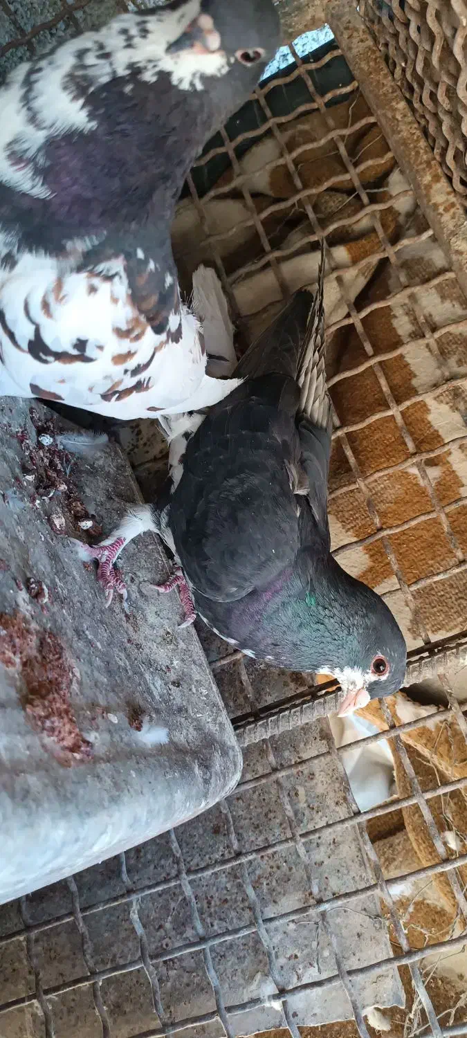 فروشی|پرنده|کازرون, |دیوار