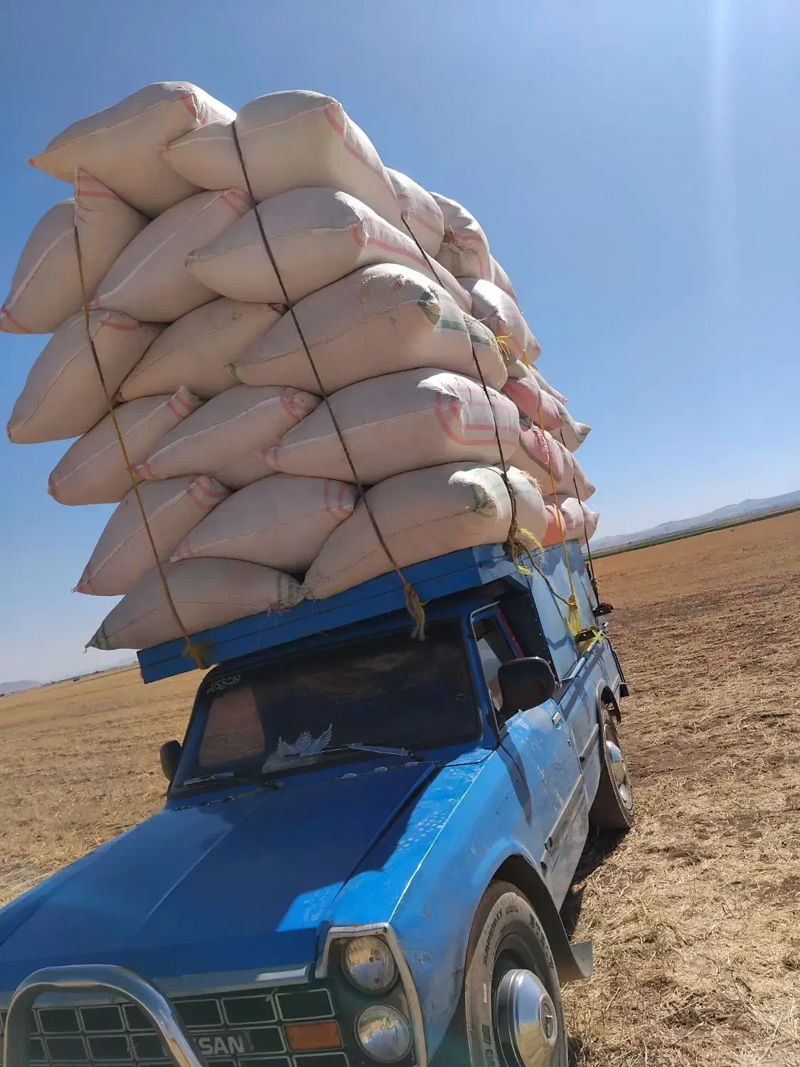 خرید فروش کاه گندم کاه لوبیا|عمدهفروشی|قیدار, |دیوار