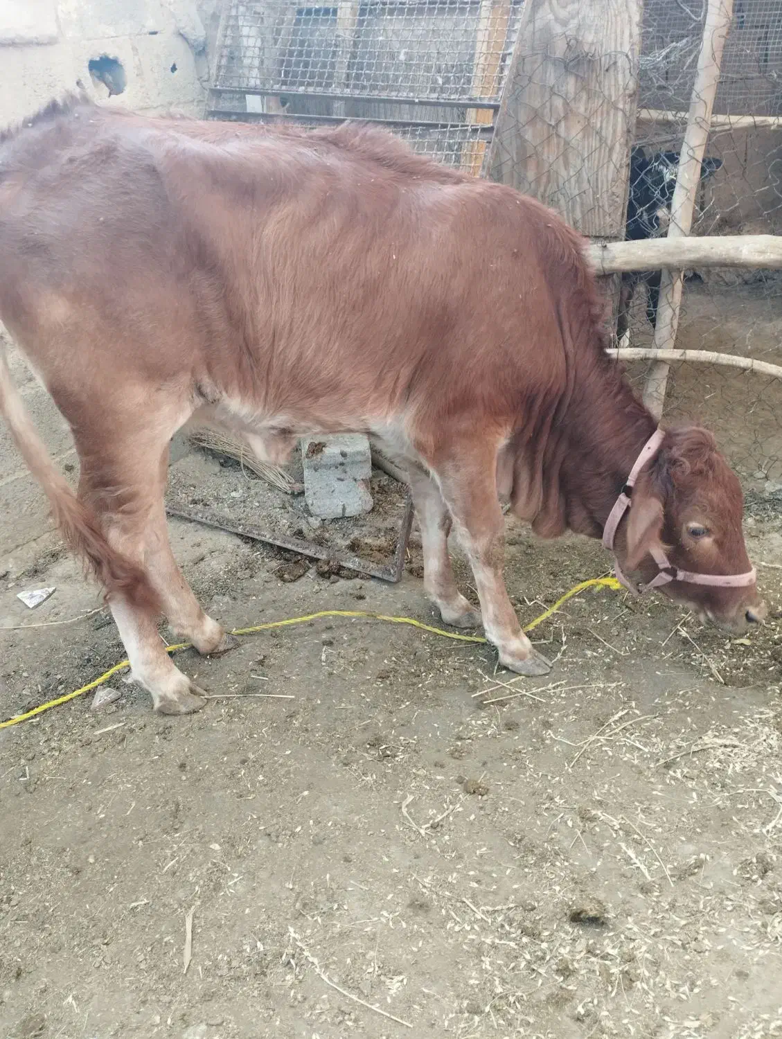 فروش گاو و گوساله|حیوانات مزرعه|لامرد, |دیوار