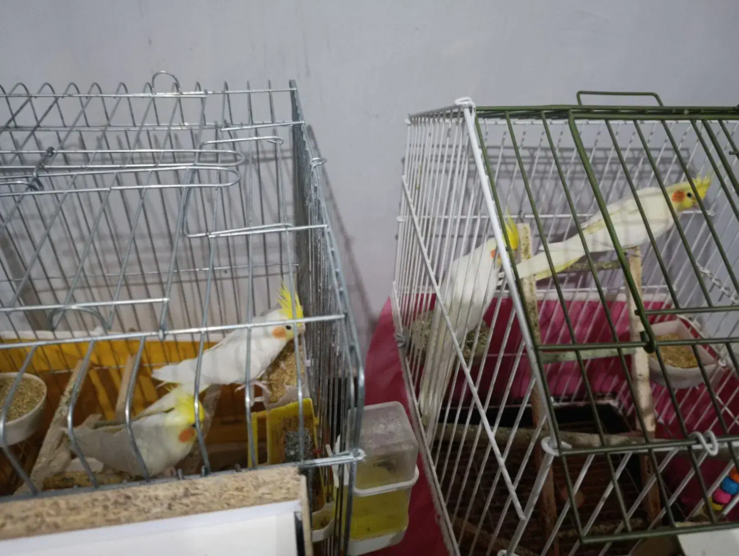 عروس هلندی|پرنده|مرودشت, رامجرد یک|دیوار