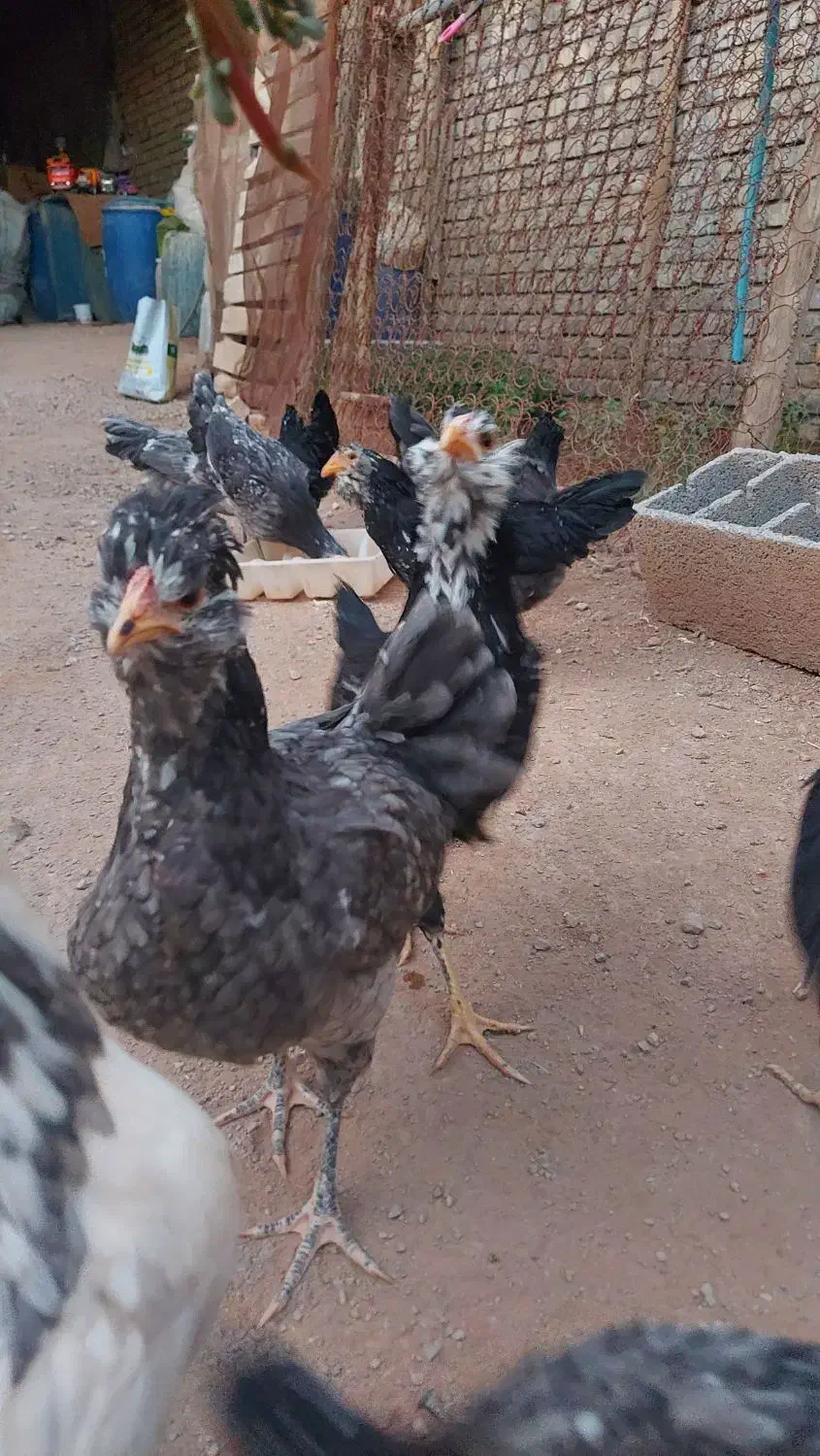 تخم مرغ نطفه دار گلین طوسی فول کیفیت|حیوانات مزرعه|اصفهان, نیروگاه|دیوار