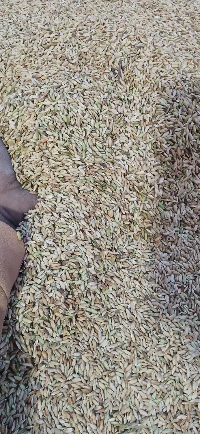 شلتوک خوشک|خوردنی و آشامیدنی|شوش, |دیوار