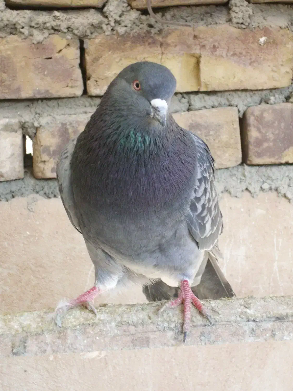 کبوتر پرشی|پرنده|وحیدیه, |دیوار