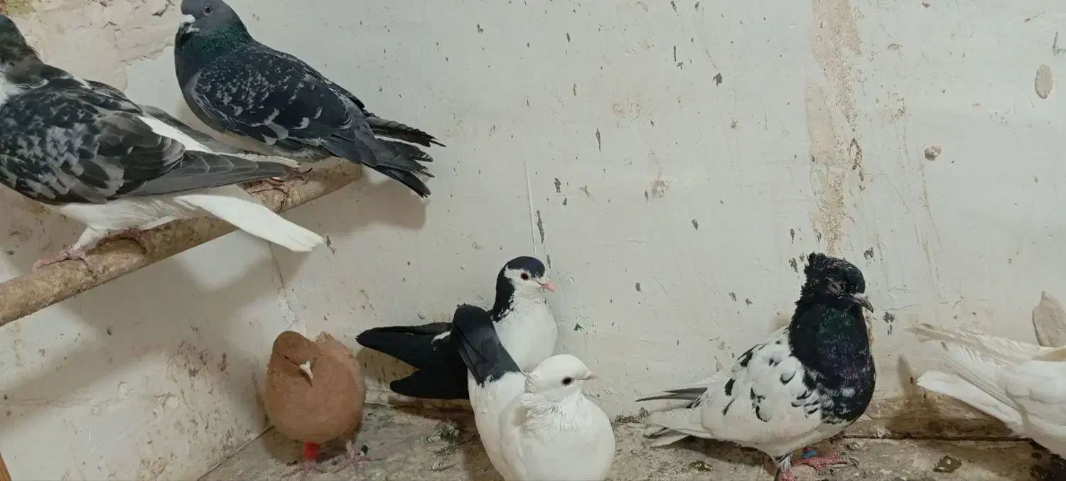 کفتر هوایی ۱۲تا|پرنده|تربتحیدریه, بالا ولایت|دیوار