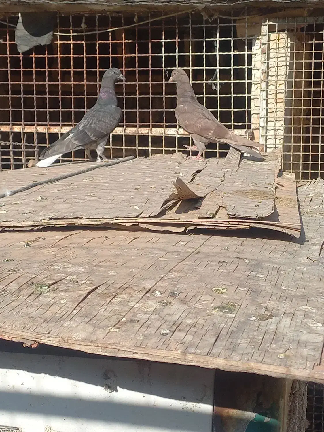 جوجه دهاتی پرشی|پرنده|کهریزک, |دیوار