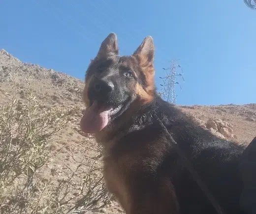 ژرمن شپرد|سگ|پردیس, فاز ۲|دیوار