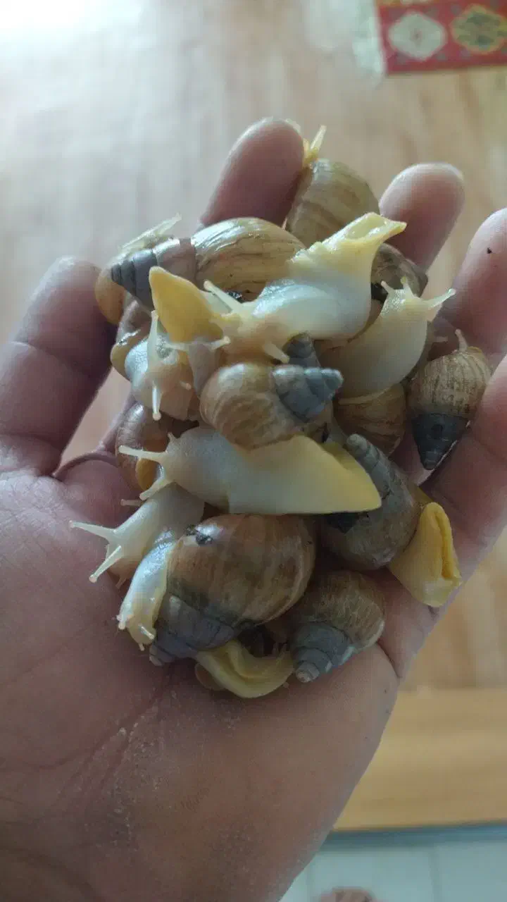 حلزون اچاتینا البینو|خزنده|پردیس, فاز ۱|دیوار