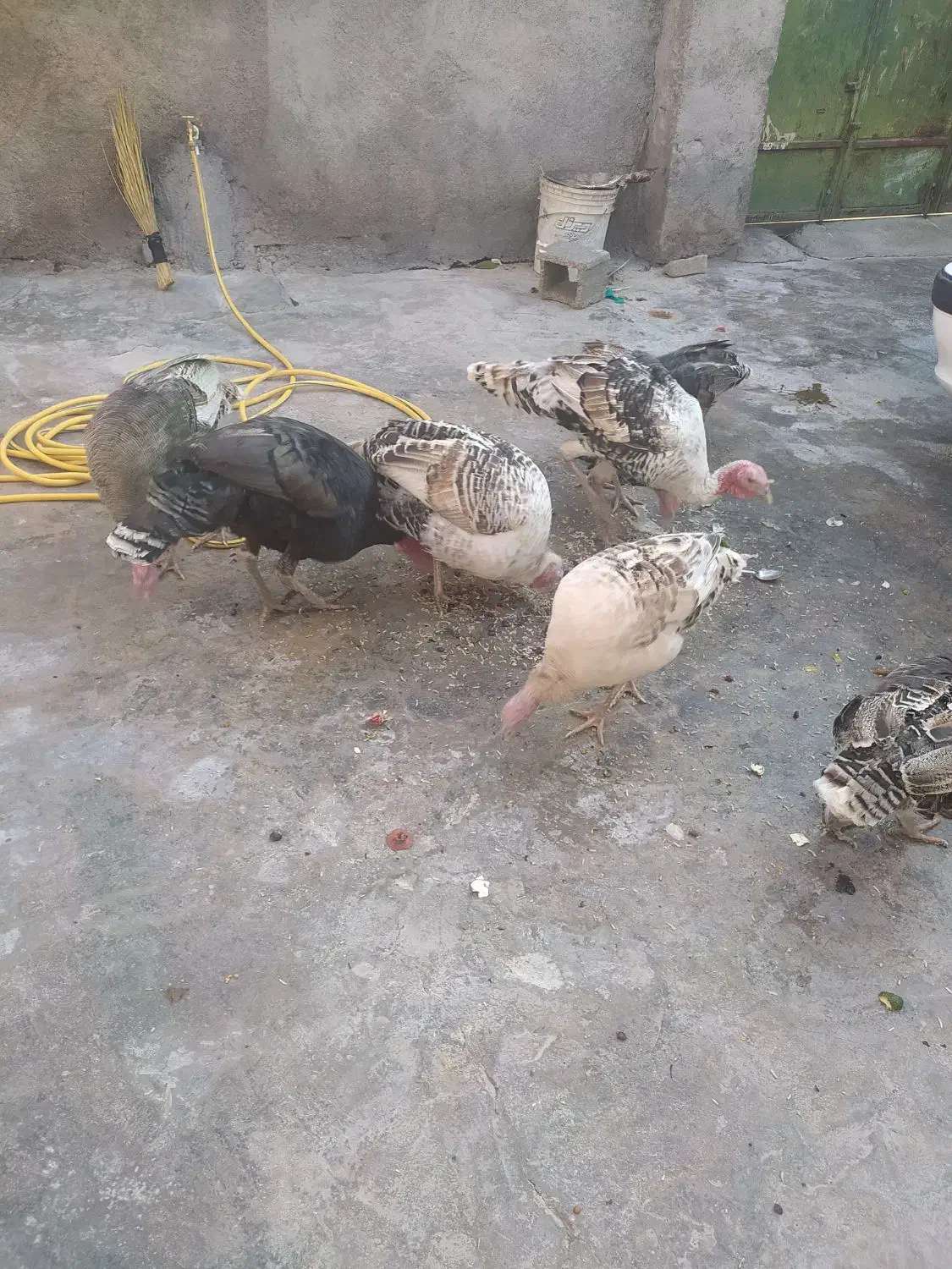 دو بوقلمون نر دونه 3200ماده 3تمن|حیوانات مزرعه|دهدشت, |دیوار