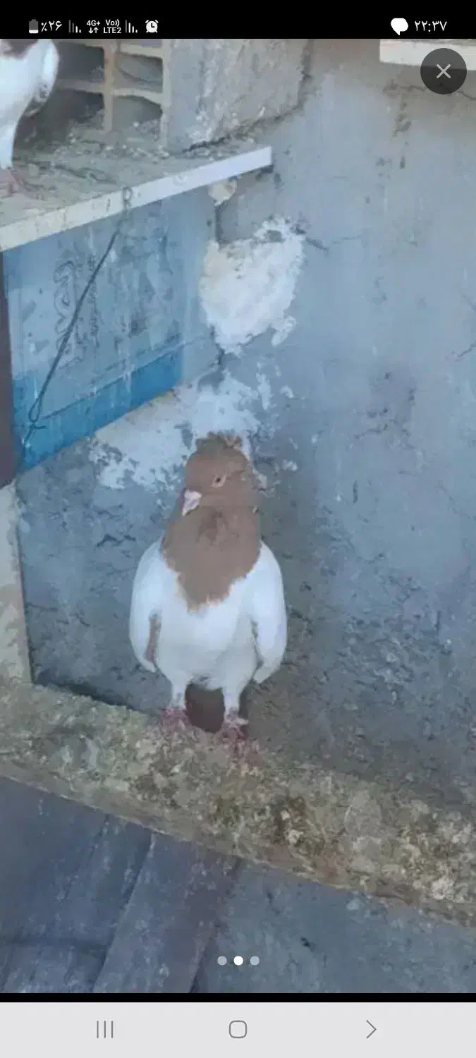 کبوتر پرستویی باغ وحشی طوقی|پرنده|مشگین شهر, |دیوار