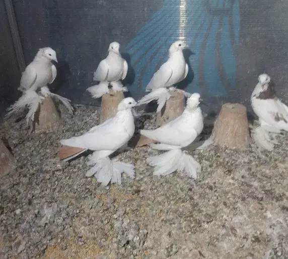 کبوتر|پرنده|تبریز, |دیوار