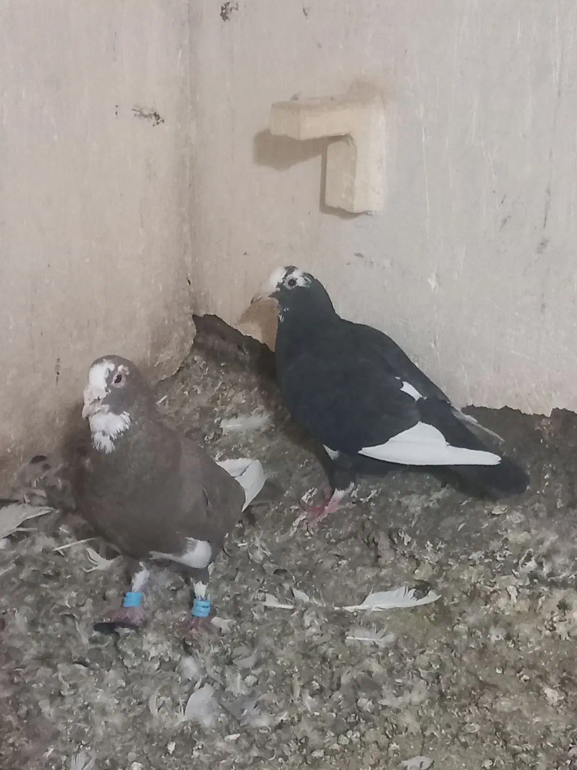 نرو ماده قره کرمونی|پرنده|شیراز, حومه شیراز|دیوار