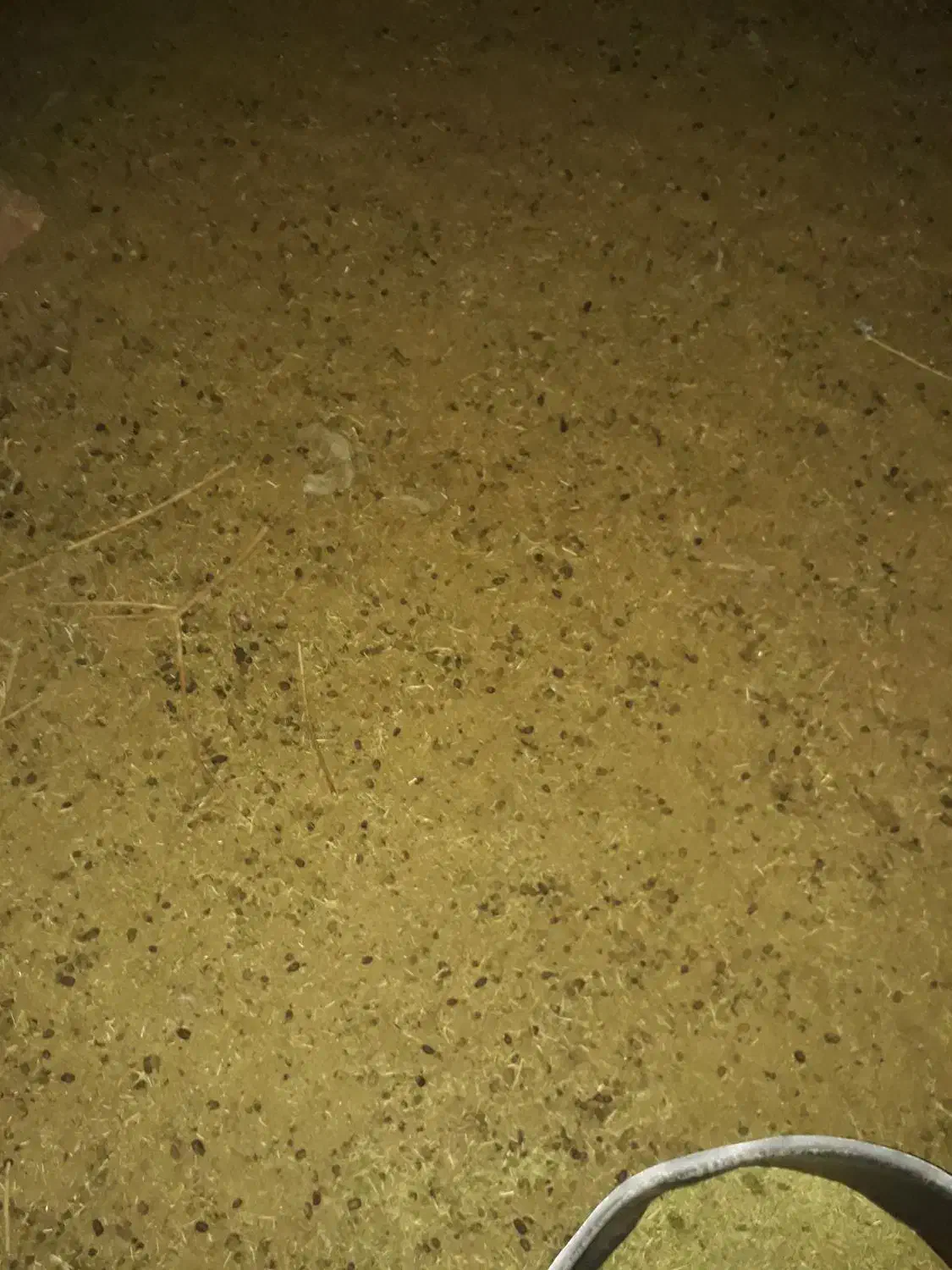 کودگوسفنددرجه یک محدوده شهر|خدمات باغبانی و درختکاری|رفسنجان, |دیوار