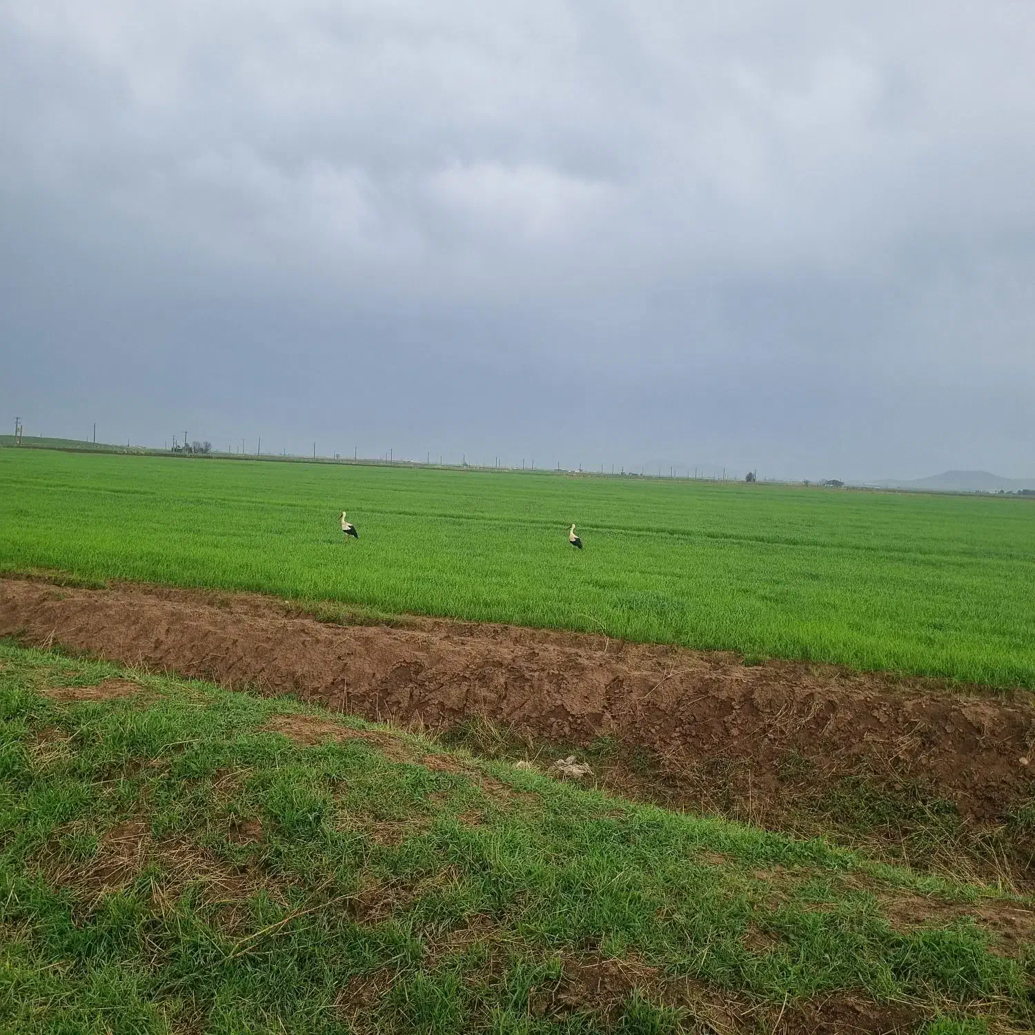 اجاره زمین کشاورزی ابی   یک سال  دوساله .|اجارهٔ دفتر صنعتی، کشاورزی، تجاری|کرمانشاه, |دیوار