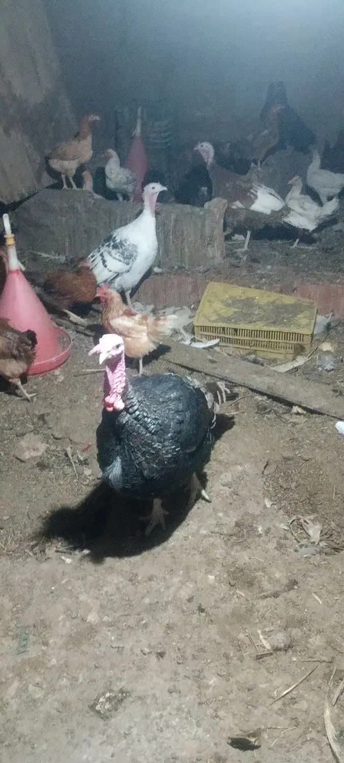 بوقلمون نر ماده|حیوانات مزرعه|بم, |دیوار