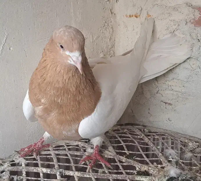 باش ساری|پرنده|اردبیل, |دیوار