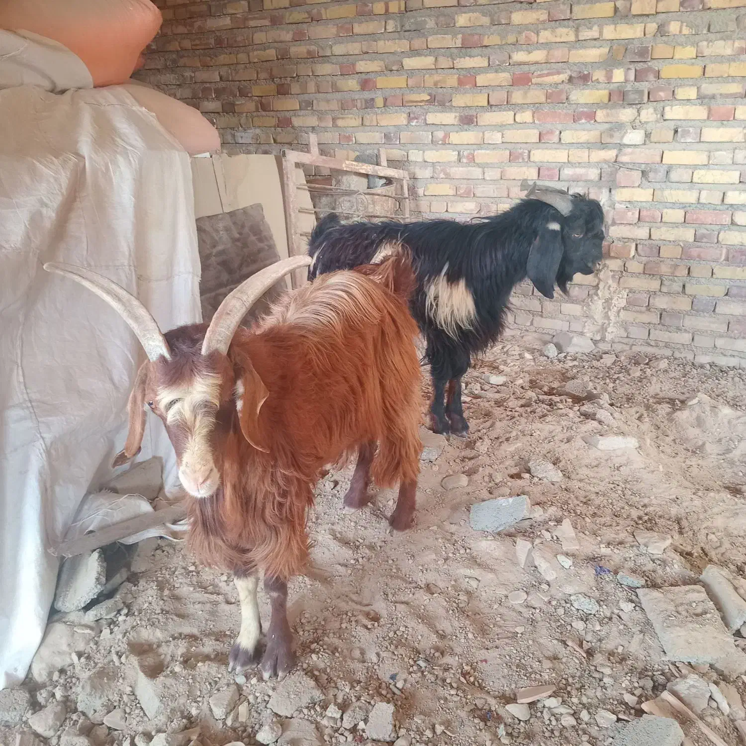 تک شاد|حیوانات مزرعه|تربت جام, میان جام|دیوار