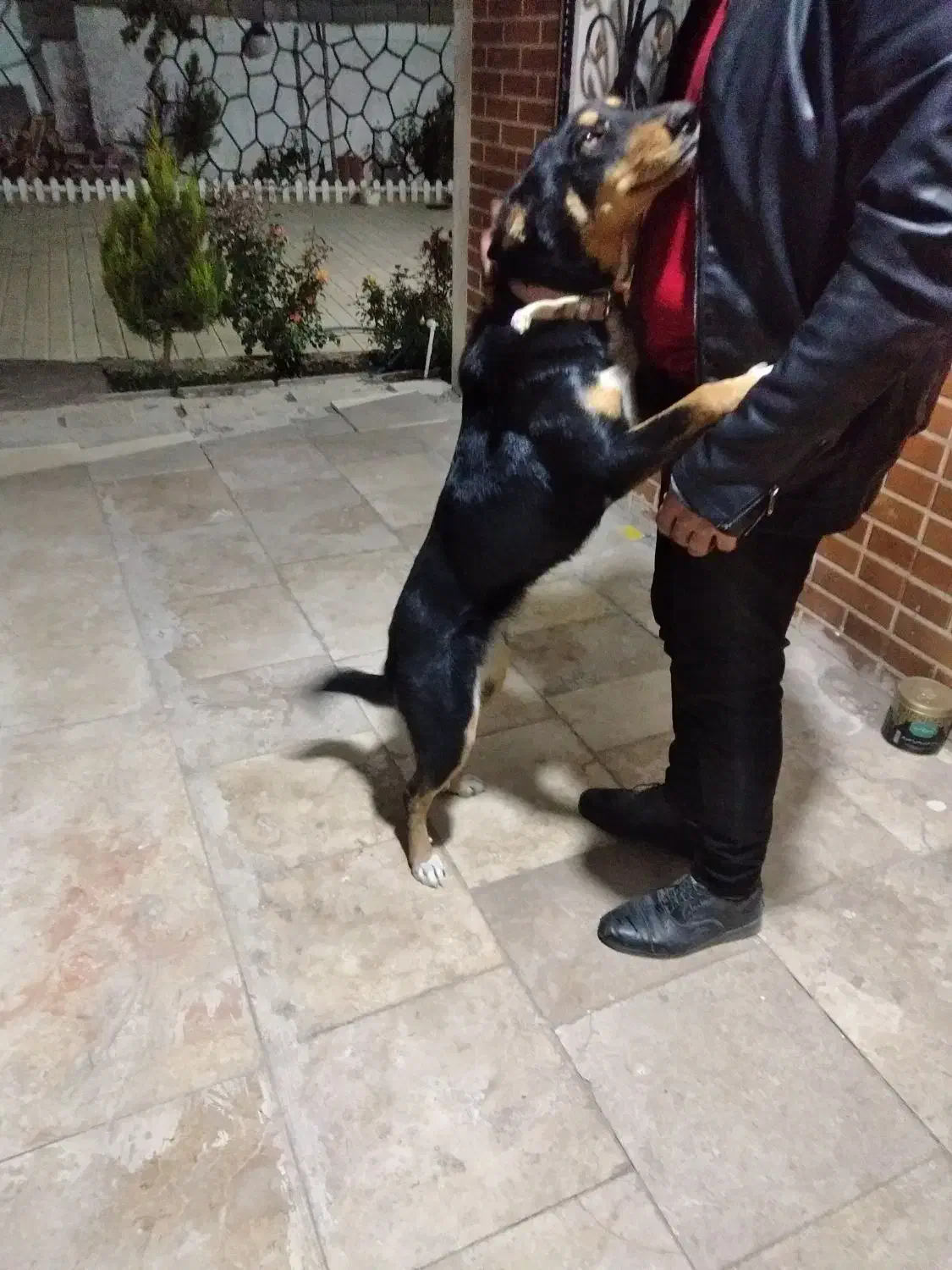 واگذاری سگ کلپی استرالیایی|سگ|فردیس, شهرک ناز|دیوار