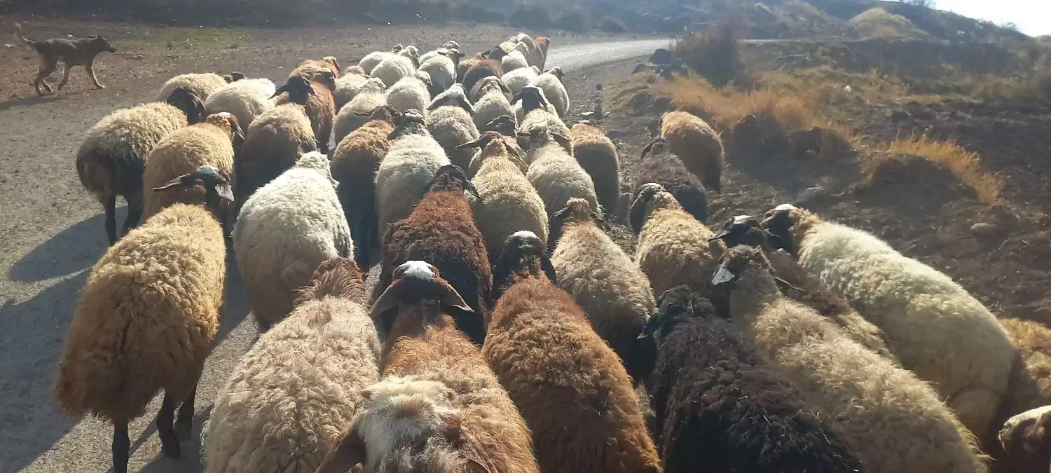 گوسفند بابره|حیوانات مزرعه|سرپل ذهاب, |دیوار