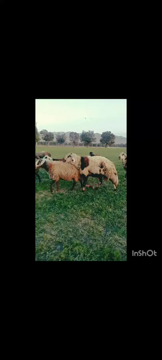 قوچ پلنگی|حیوانات مزرعه|خنداب, |دیوار