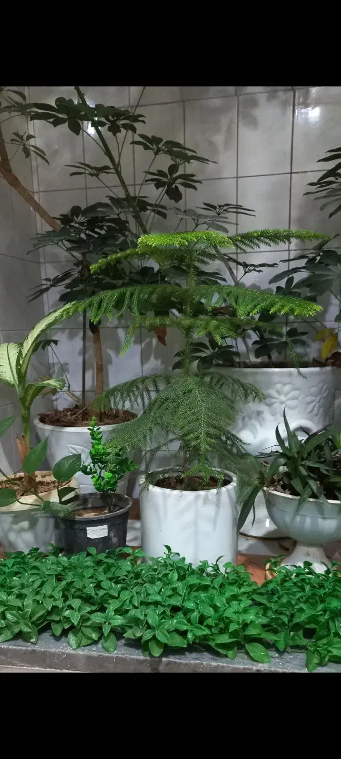 درختچه ی  طبقاتی|گل و گیاه طبیعی|ایذه, |دیوار