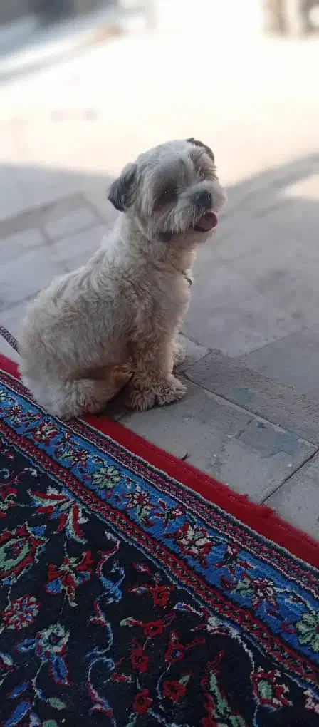 سگ پاه کوتاه|سگ|رفسنجان, |دیوار