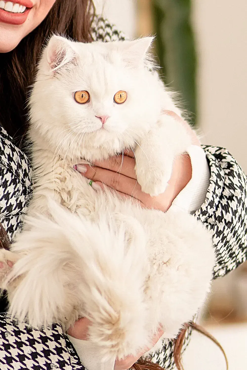 گربه|گربه|شاهرود, |دیوار