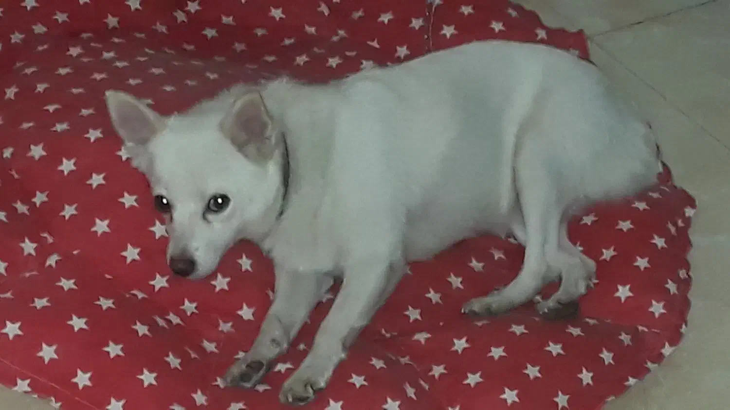 سگ سفید پاکوتاه گم شده|حیوانات|بابل, |دیوار