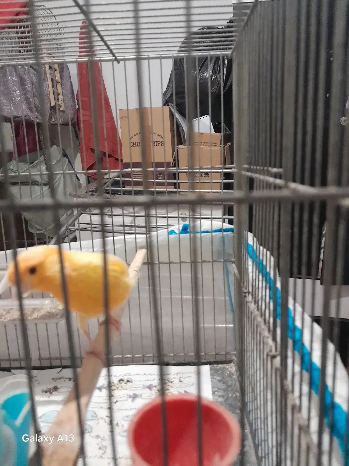 قناری|پرنده|پاکدشت, پاکدشت (مامازند)|دیوار