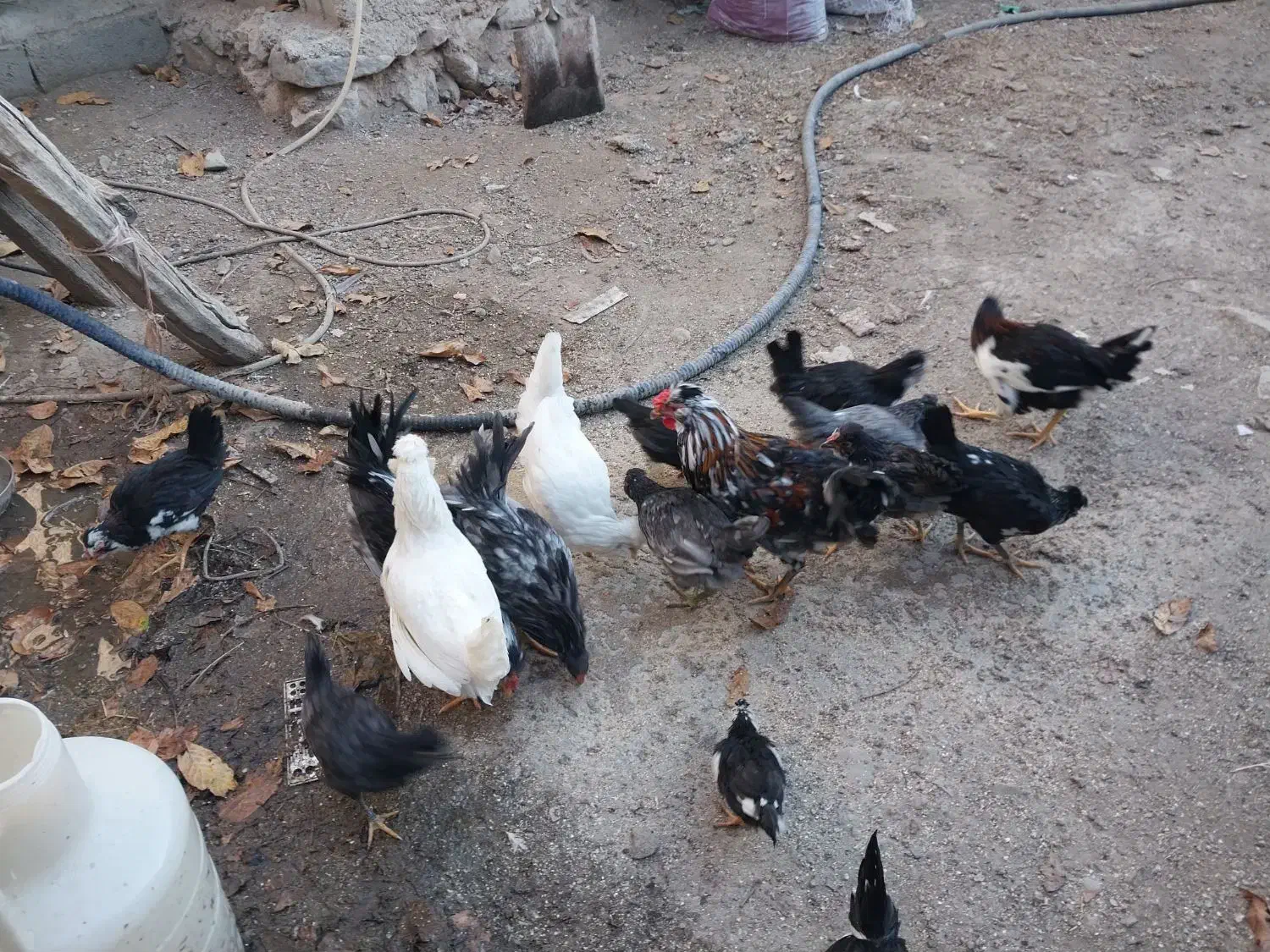 مرغ و خروس گلین و بوقلمون|حیوانات مزرعه|نمین, |دیوار