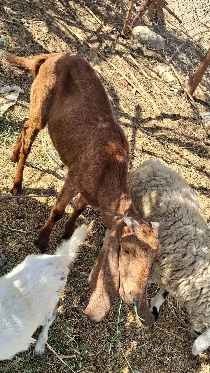 بز فروشی|حیوانات مزرعه|فاریاب, |دیوار