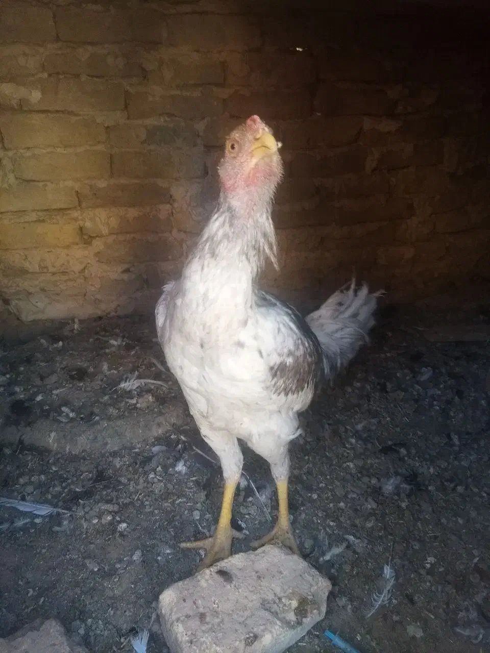 9عدد جوجه لاری 5ماه آس|حیوانات مزرعه|تربت‌حیدریه, حاجی یار‎|دیوار