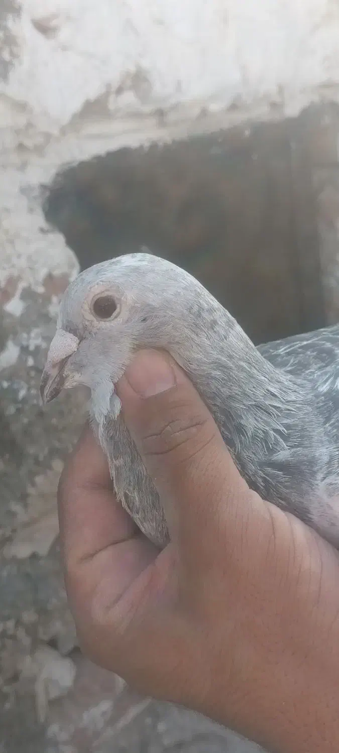 کفتر ماده|پرنده|زاهدان, |دیوار