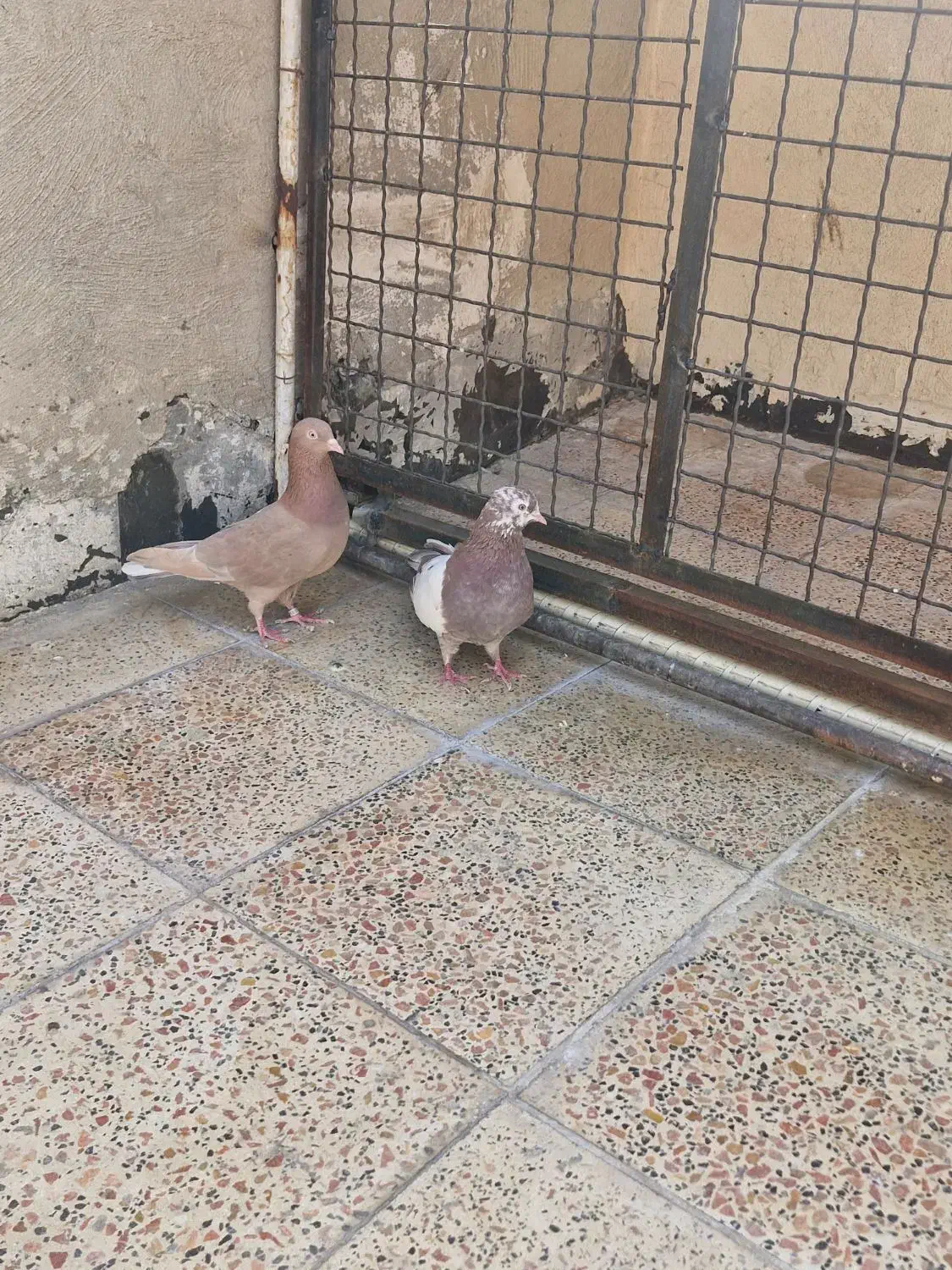 کفتر پرشی انگلیسی|پرنده|ری, فیروزآباد|دیوار