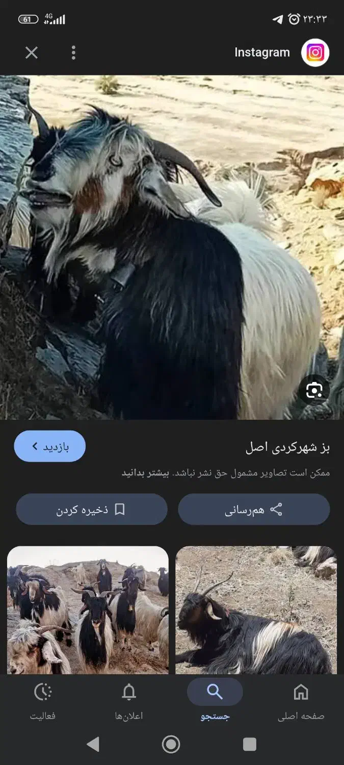 فروش بز|حیوانات مزرعه|خرم بید, |دیوار