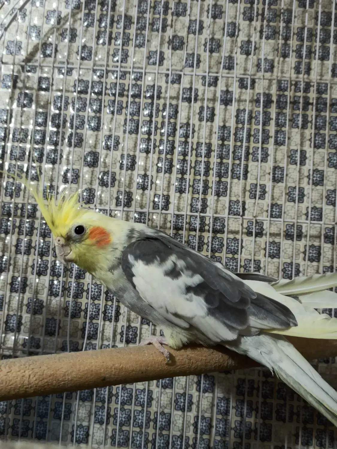 عروس هلندی مولد سخنگو|پرنده|خزل, |دیوار