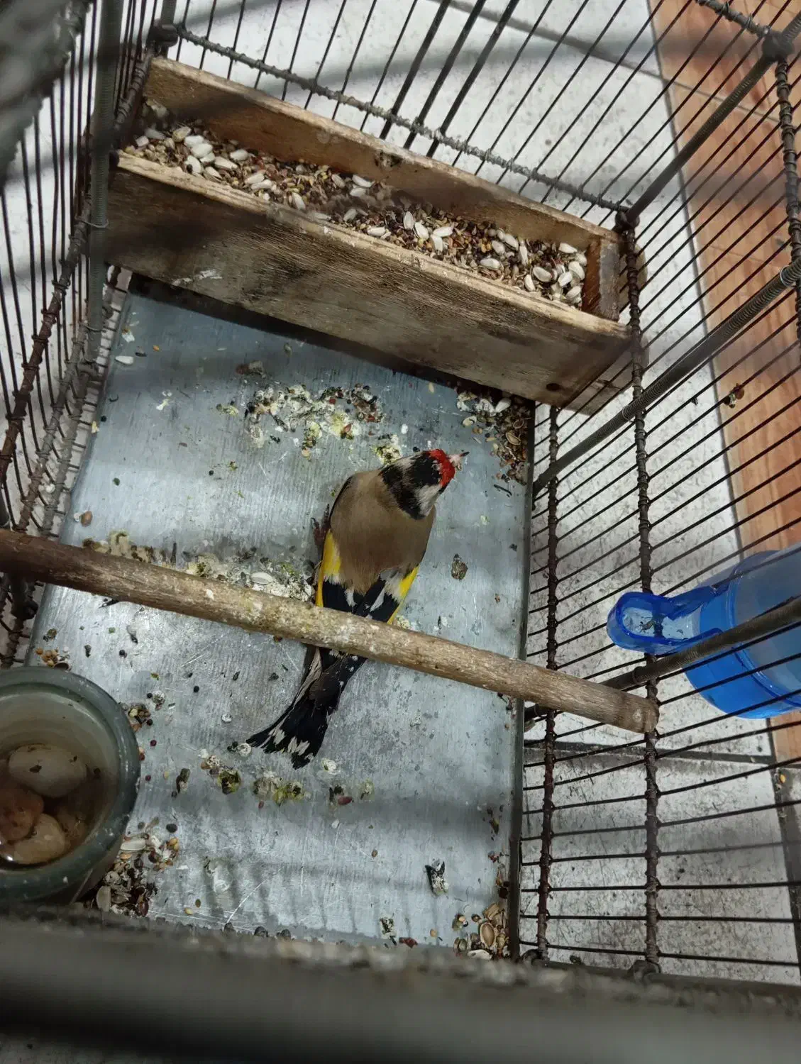 سهره|پرنده|اندیمشک, |دیوار