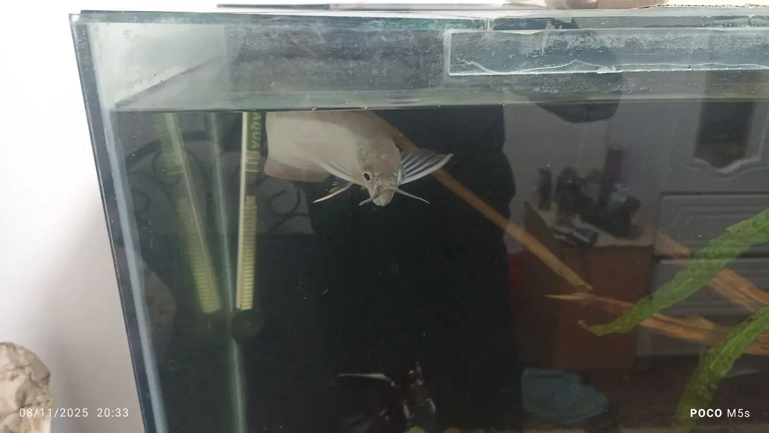 ماهی اروانا|ماهی|خوی, |دیوار