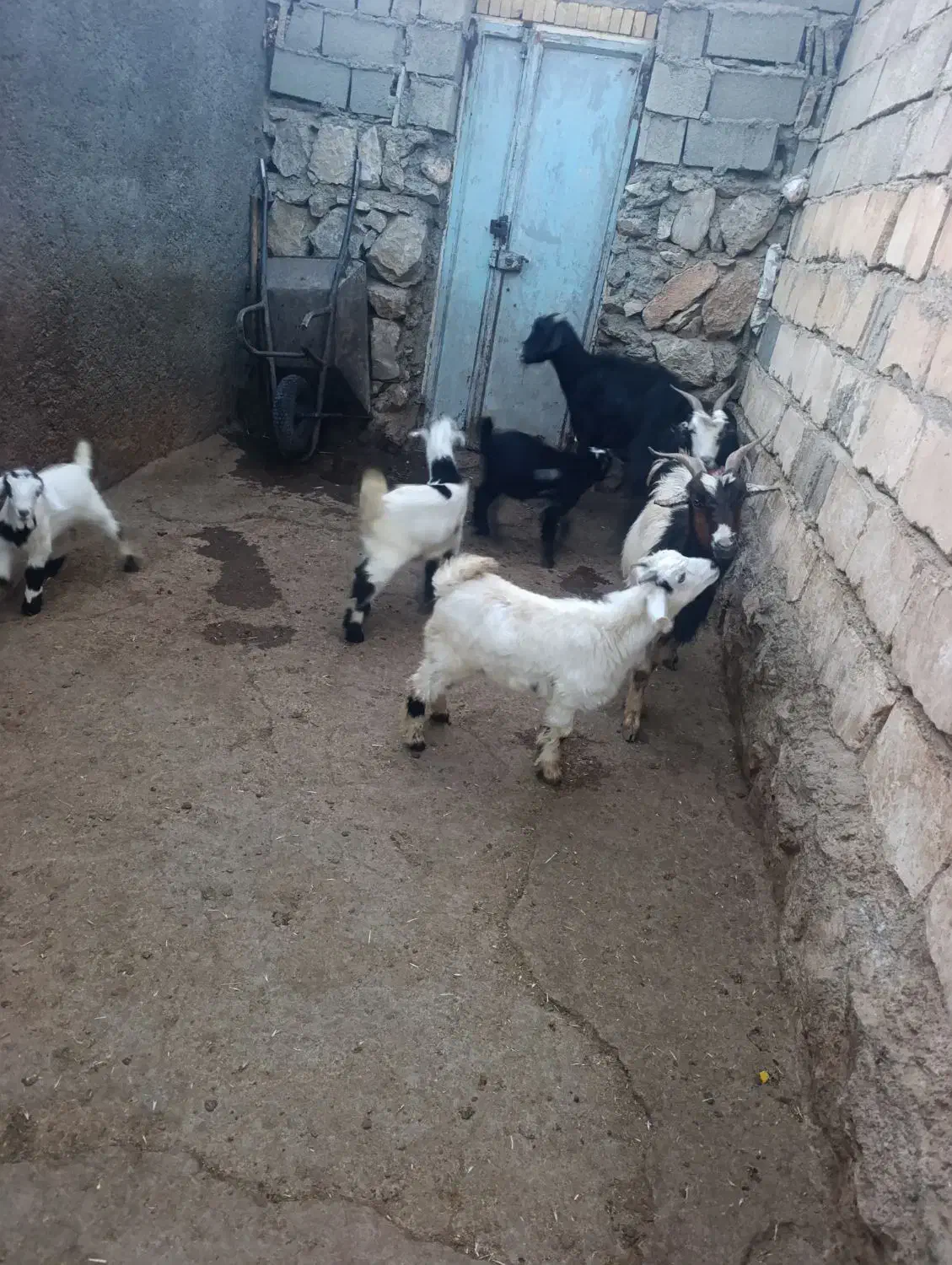 سه راس بز و چهار راس بزغاله|حیوانات مزرعه|ازنا, |دیوار