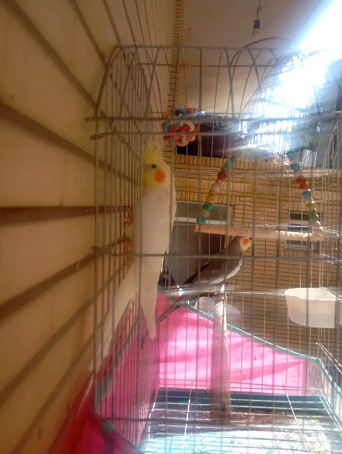 عروس هلندی جفت خالص.رام دستی دستی.درحال چال گذاشتن|پرنده|شیراز, تندگویان|دیوار