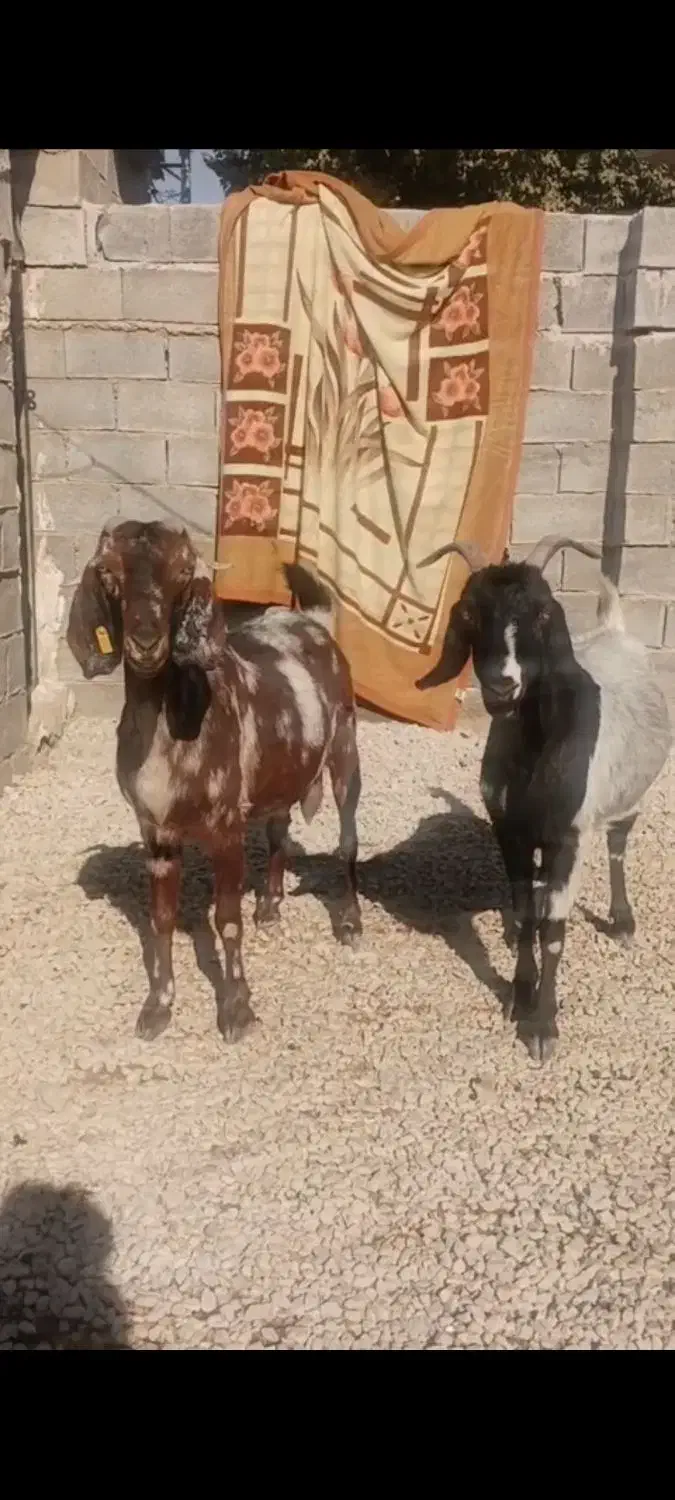 اسب معاوضه با بز|حیوانات مزرعه|کوهمره, |دیوار