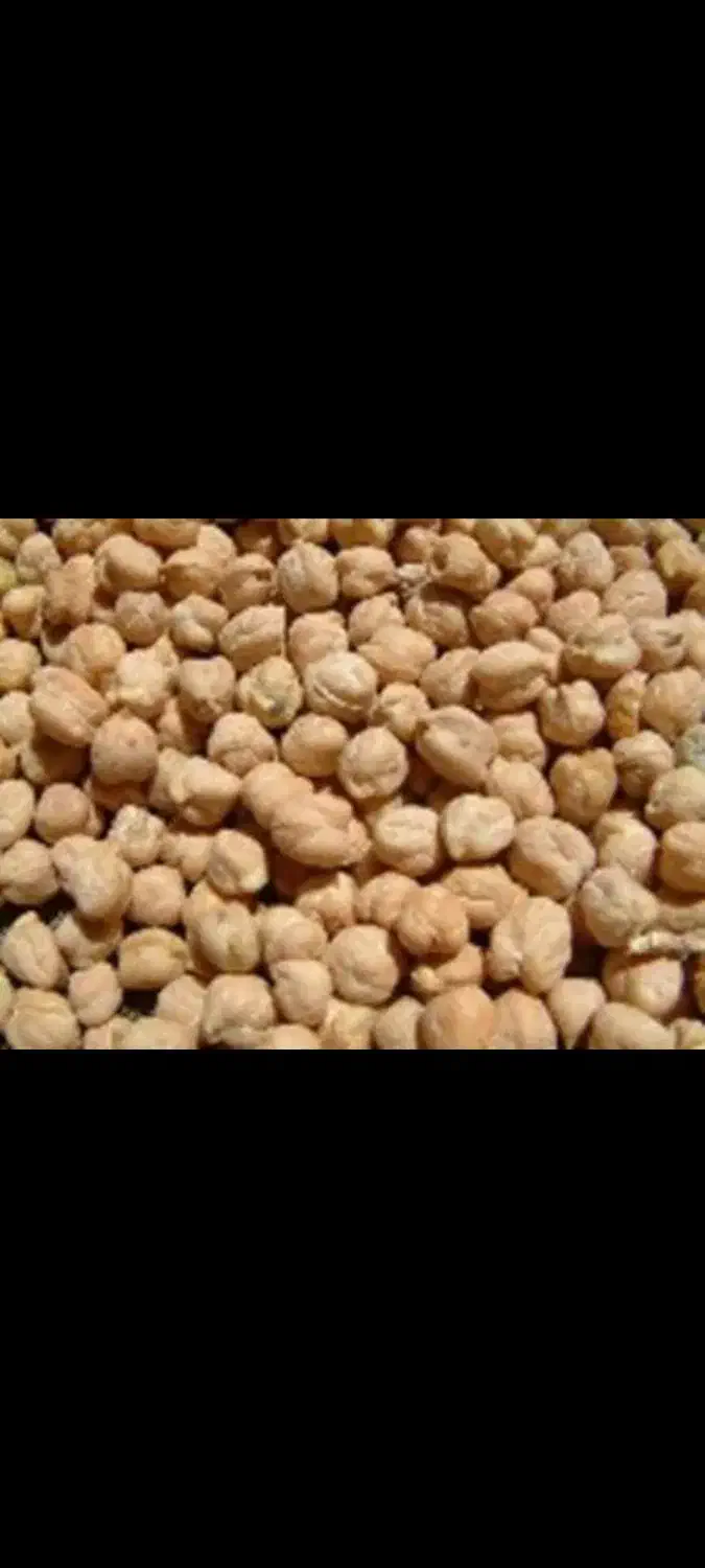 نخود پاییزه عادل|خوردنی و آشامیدنی|چرداول, |دیوار