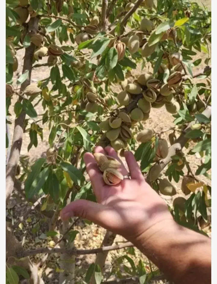 درخت بادام تونو ،نهال بادام تونو ،گلخانه نهالستان|گل و گیاه طبیعی|مشهد, خواجه ربیع|دیوار