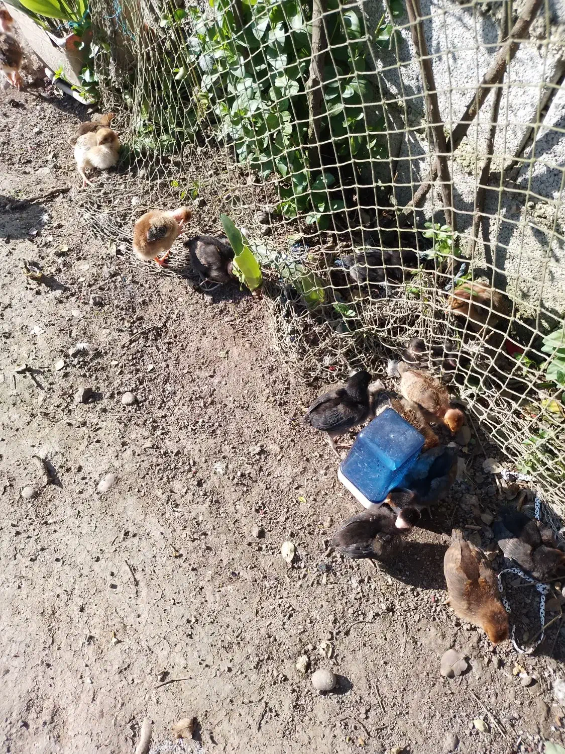 جوجه (محلی و گردن لختی) سالم و سرحال|حیوانات مزرعه|لنگرود, |دیوار