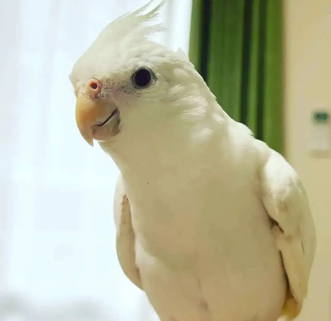 عروس هلندی آلبینو ماده کارداده|پرنده|مشهد, تربیت (صدف)|دیوار