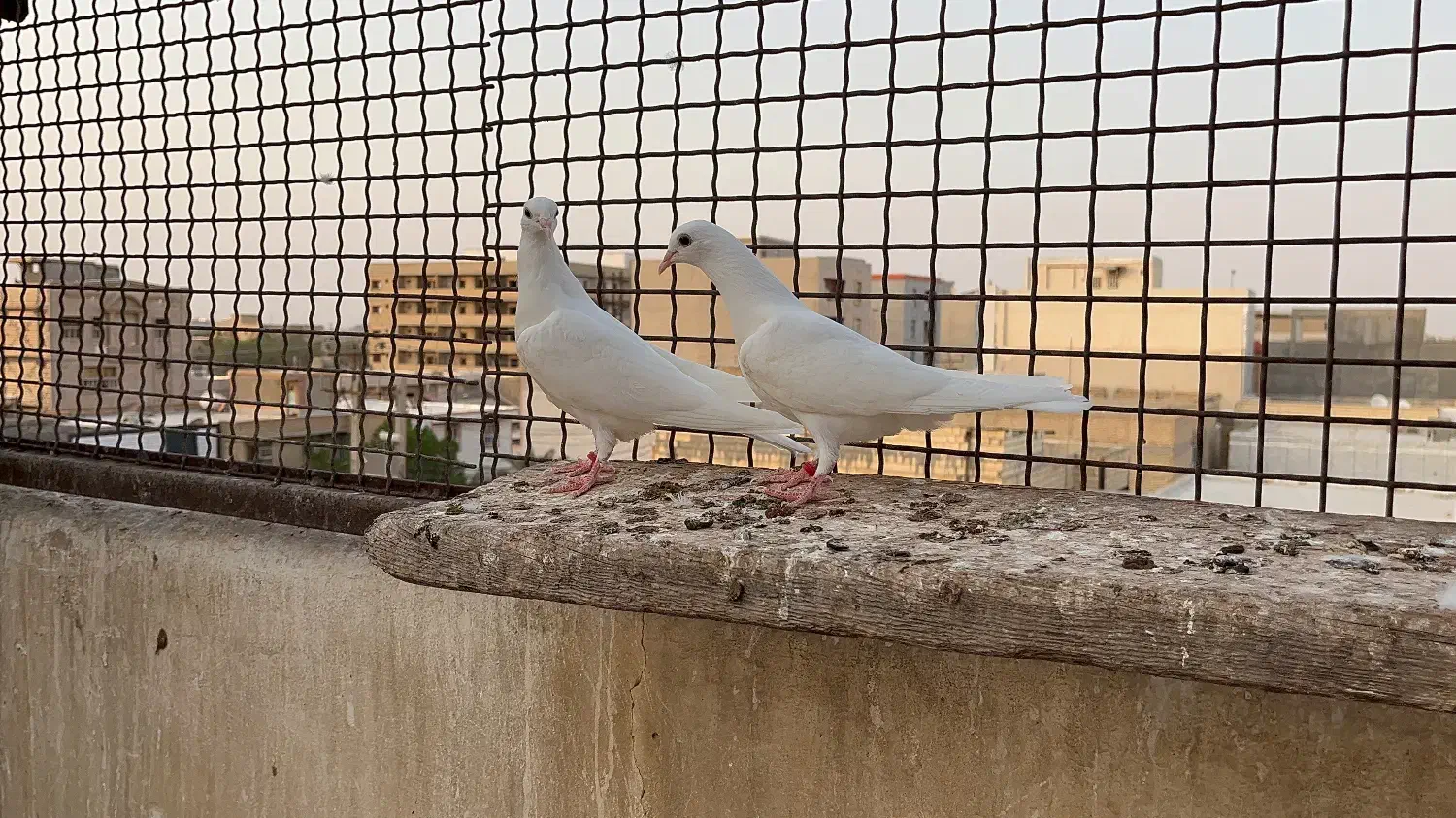 باسلام|پرنده|گلستان (تهران), |دیوار